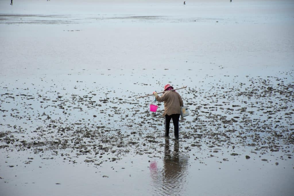 Personne récoltant coquillages à marée basse.